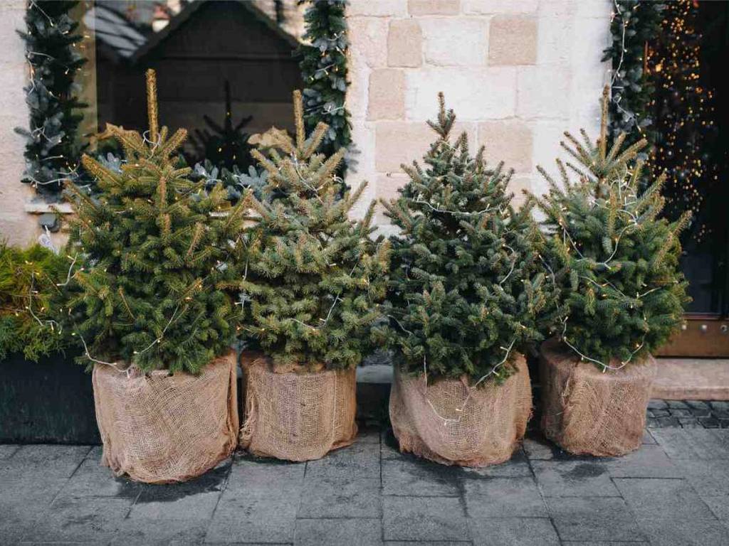¿Árbol de Navidad real o falso? Cuál es la opción más sostenible para el medio ambiente