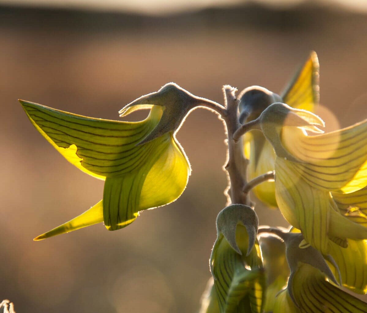 La peculiar forma de esta planta esconde una flor de colibrí