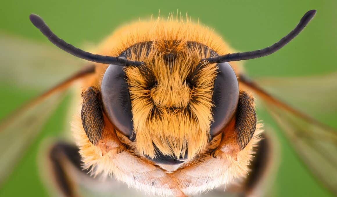 La esperanza de vida de las abejas se ha visto reducida (y es preocupante)