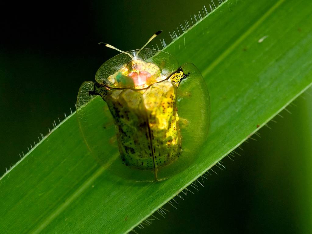 Escarabajo tortuga de oro, una verdadera joya de la naturaleza