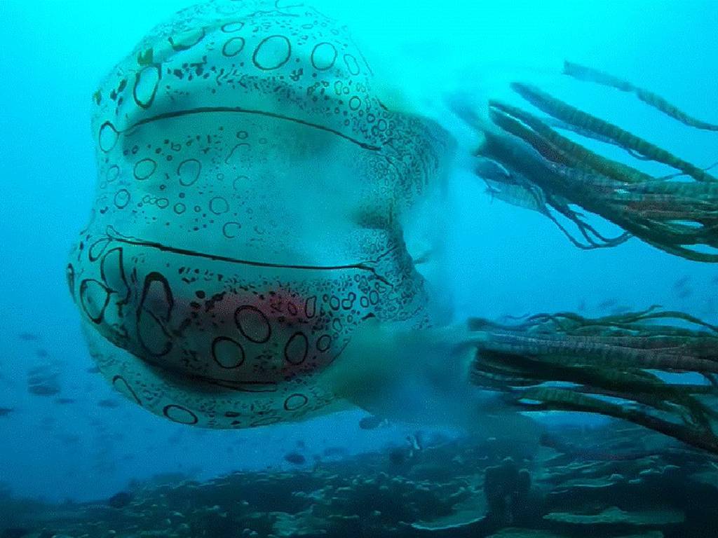 Buzos logran ver a una medusa extremadamente rara (video)