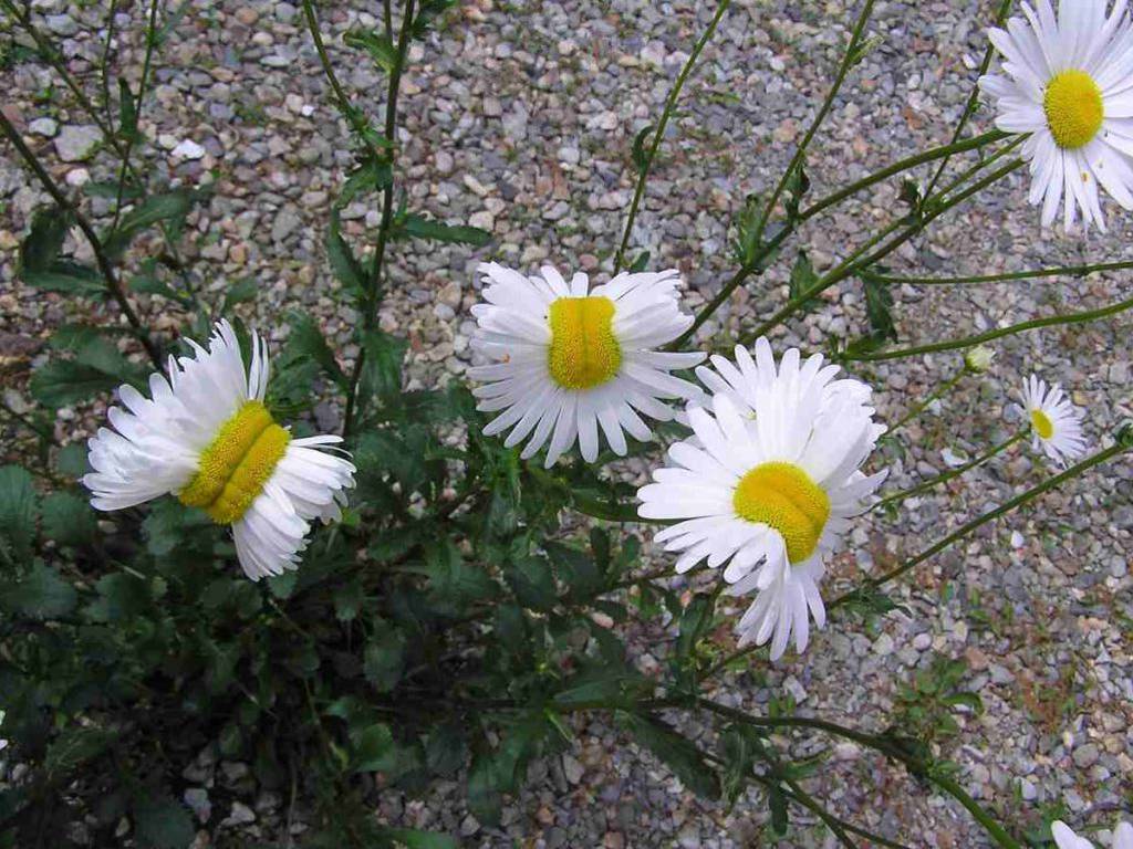 Aparecen unas extrañas flores mutantes cerca de Fukushima