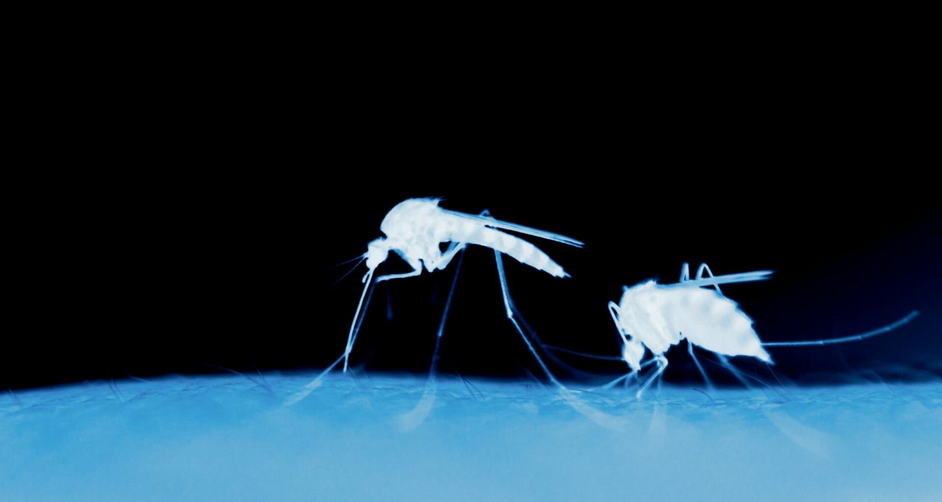 Liberan Ejército De Mosquitos Genéticamente Modificados Para Combatir El Dengue