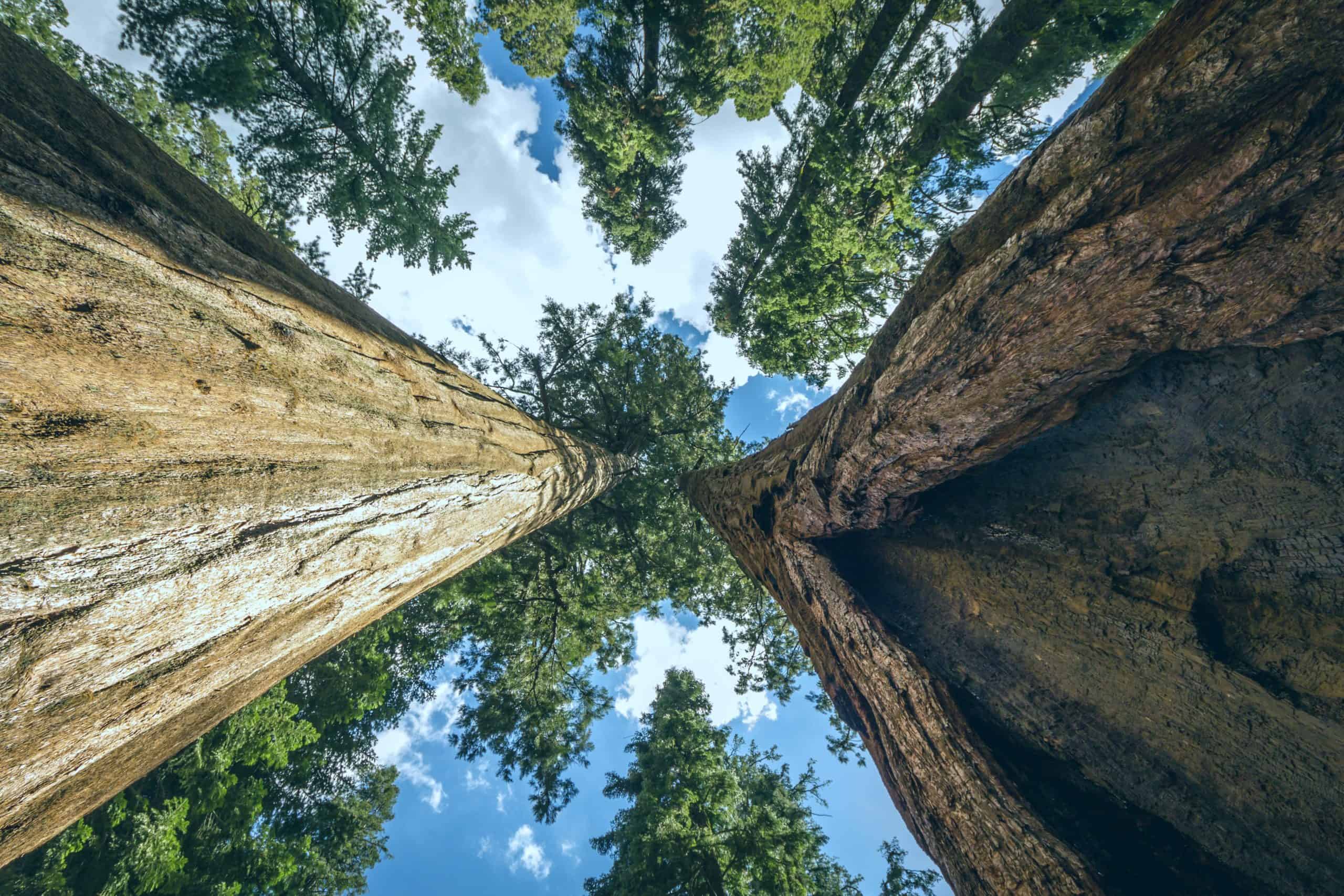 5 secretos que no sabías sobre los árboles (los entes más sabios de la  naturaleza)