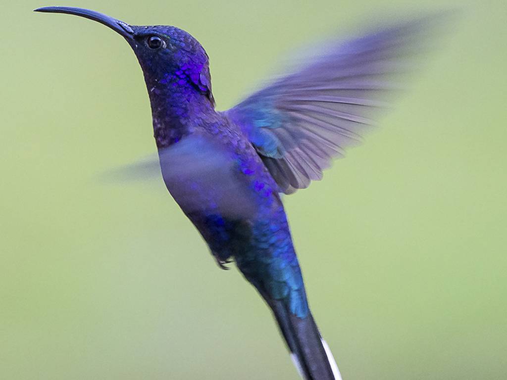 Cómo fotografiar un colibrí (y obtener imágenes perfectas)