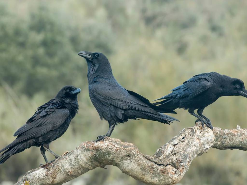 Los cuervos hacen funerales, pero no precisamente para honrar a sus muertos
