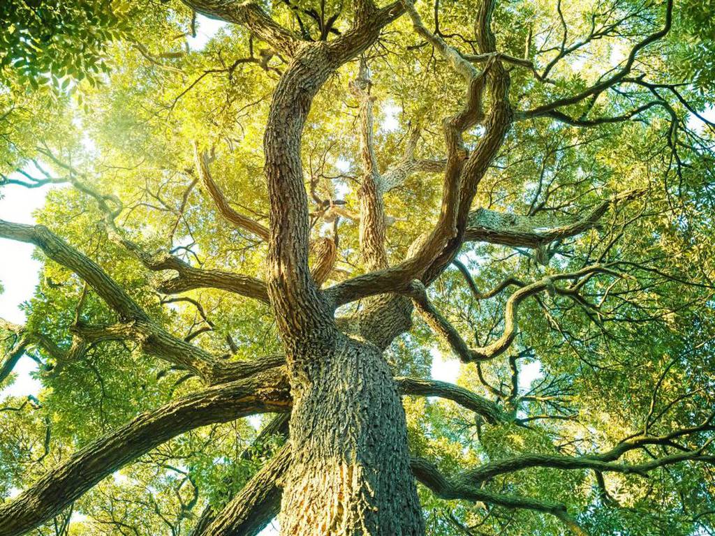 La clave del crecimiento de los árboles está en la simbiosis a sus “pies”
