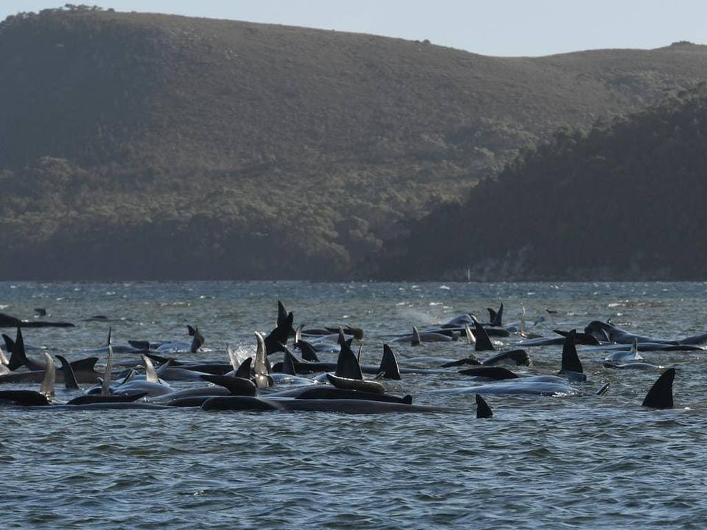 El rescate de más de 100 ballenas de las playas de Tasmania