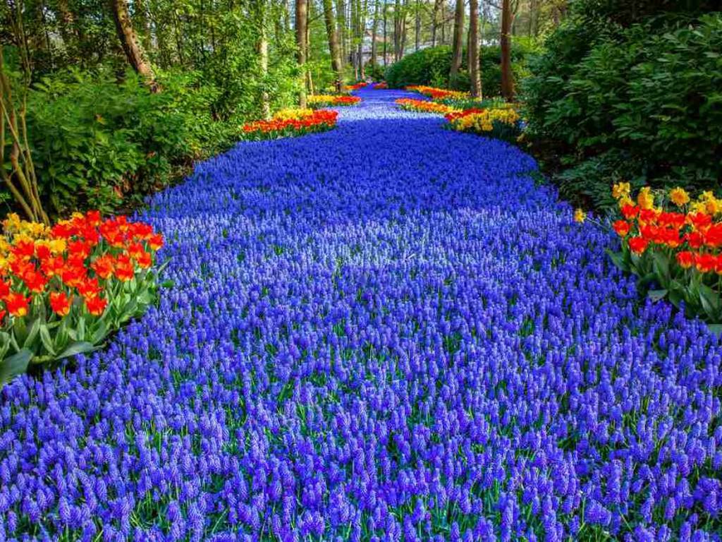 El jardín de tulipanes más grande de Holanda alberga 7 millones de flores vibrantes
