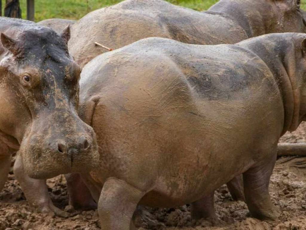 Esterilizan a los primeros hipopótamos llevados a Colombia por Pablo Escobar