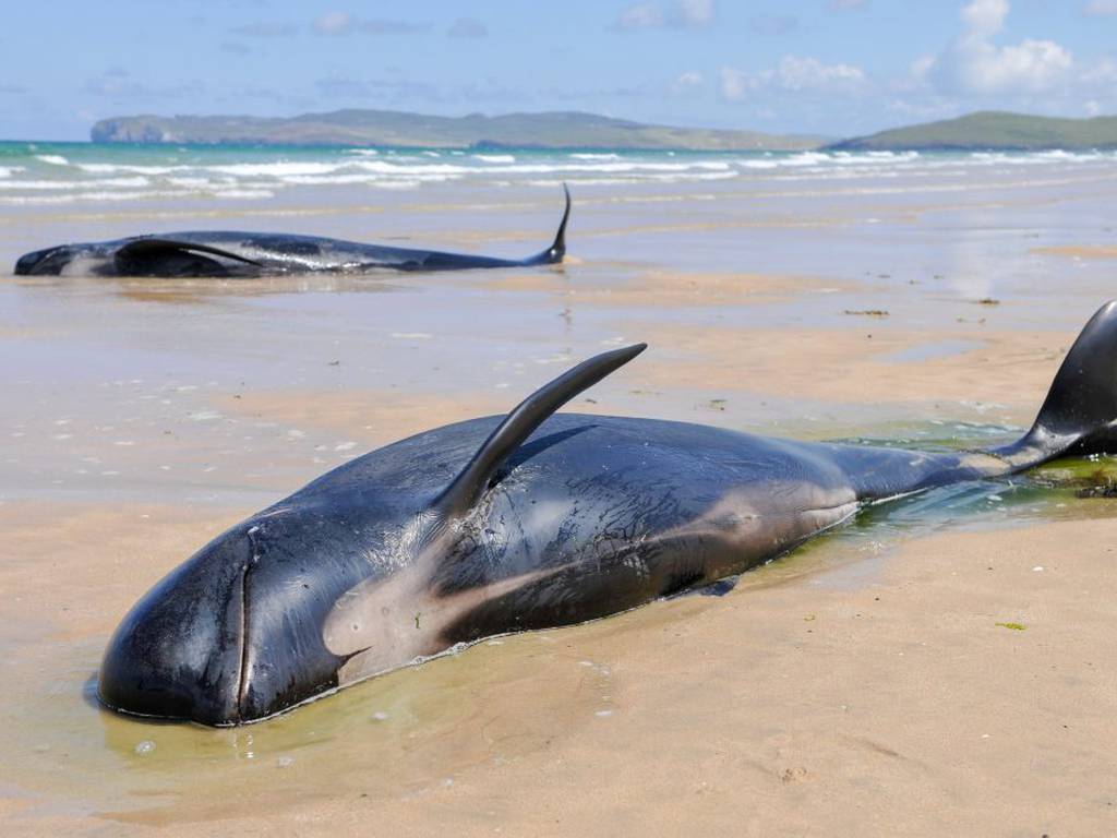 175 ballenas pierden la vida en nombre de la tradición ‘Grindadrap’