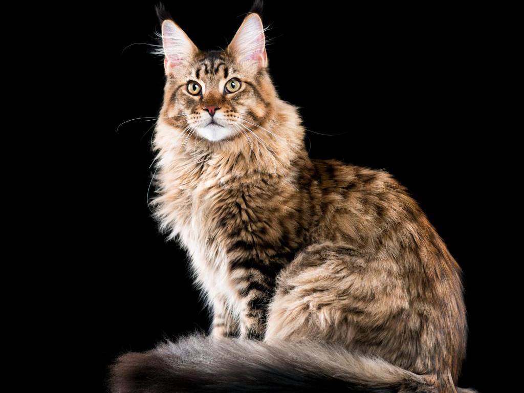 5 rasgos que tu gato heredó de los grandes felinos