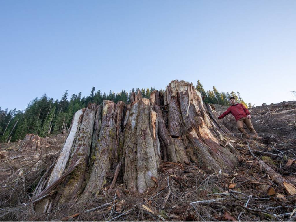 Devastadoras fotografías muestran la tala de los árboles más antiguos del mundo