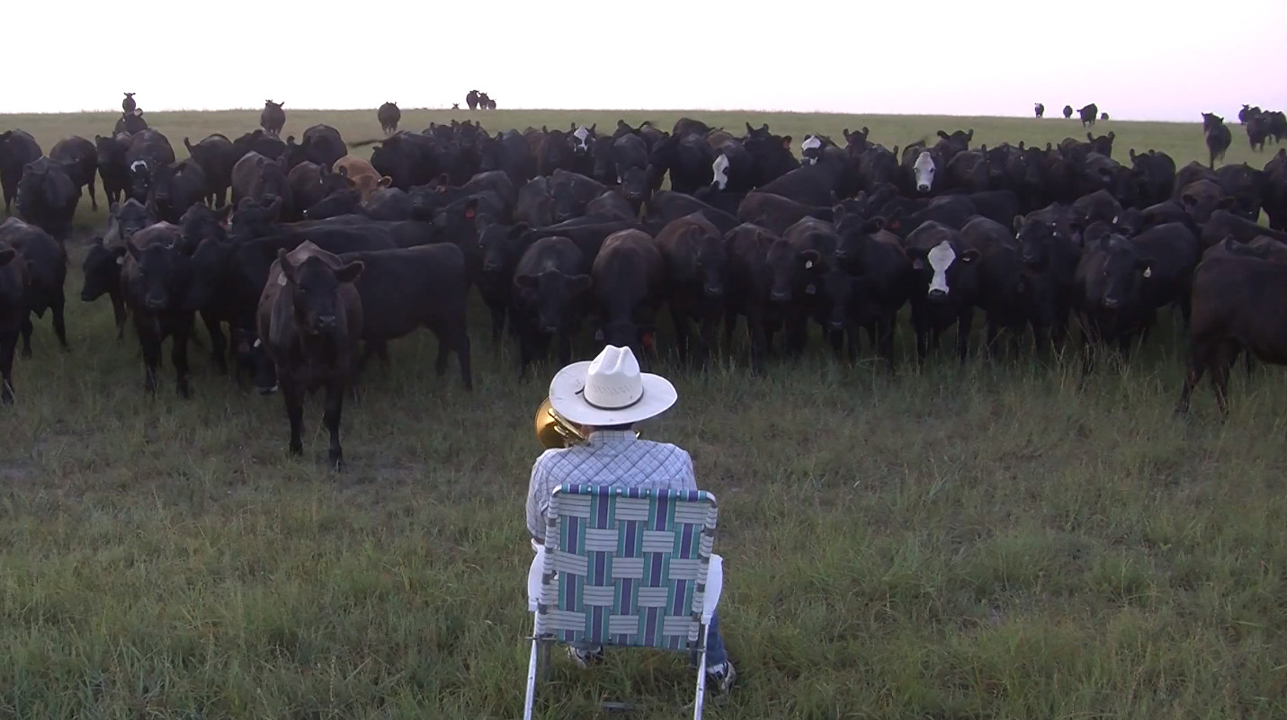 Mira a este granjero hechizar a 380 vacas con su trombón (VIDEO)