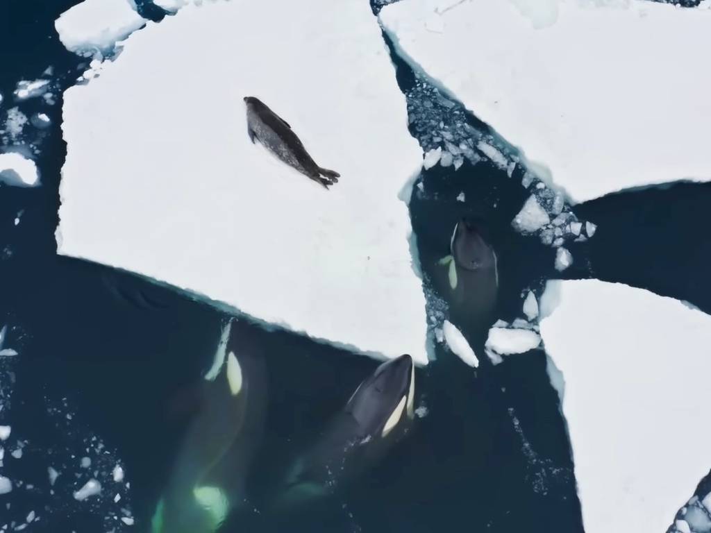 La increíble técnica de una familia de orcas para conseguir alimento (video)