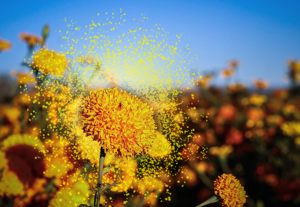Cempasúchil: beneficios y formas alternativas de aprovechar la flor de muerto