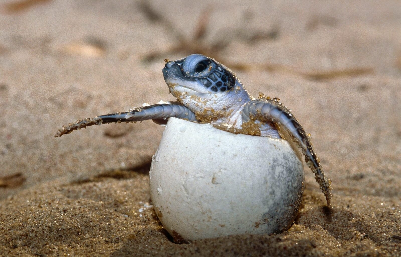 Huevos Falsos Como Señuelo Para Detectar La Caza Furtiva De Tortugas