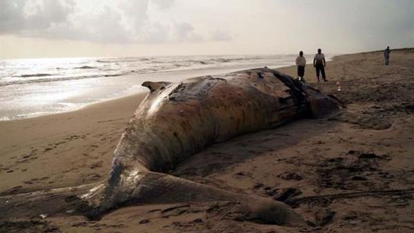 Este no es el primer animal que encuentran muerto en las playas de Yucatán