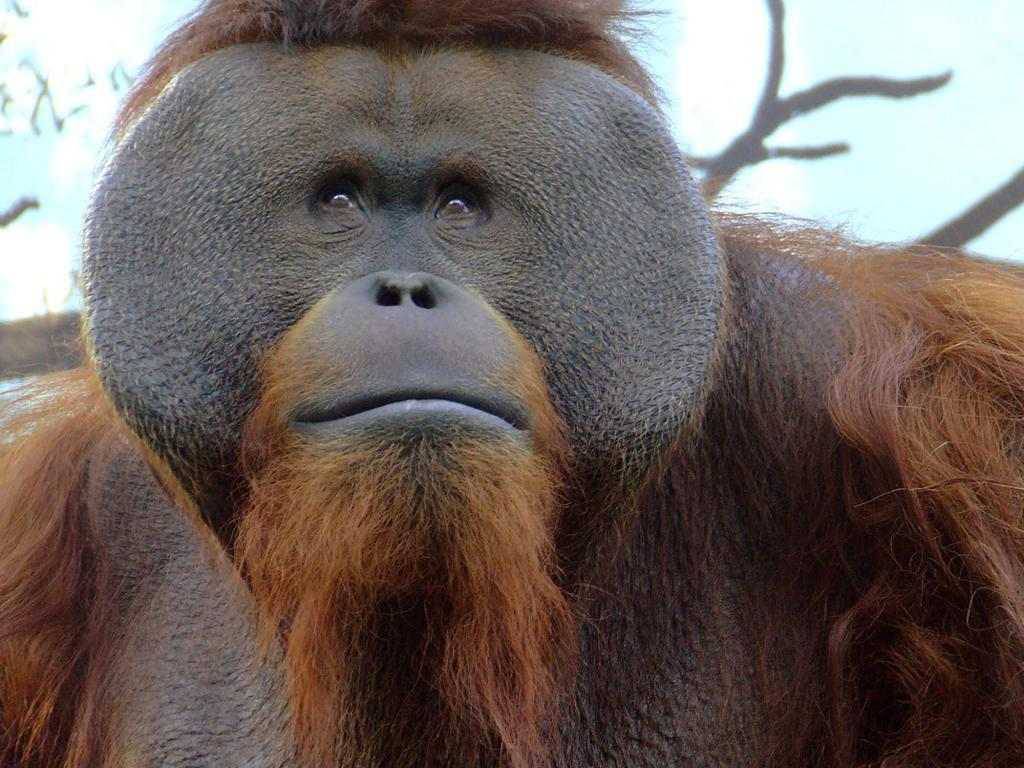 Fallece ‘Toto’ el orangután híbrido de Chapultepec