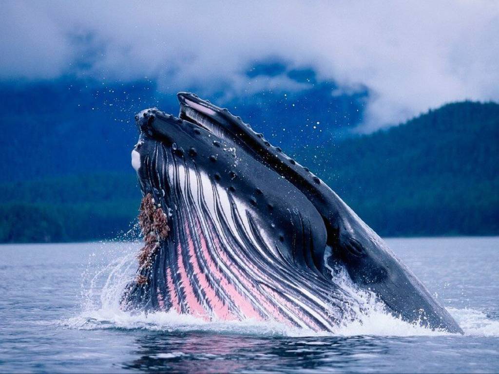 Las ballenas ayudan a enfriar la Tierra a través de su cuerpo