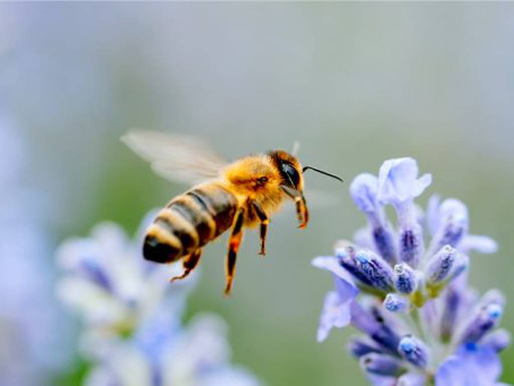 13 datos sorprendentes sobre las abejas (los seres más importantes del planeta)