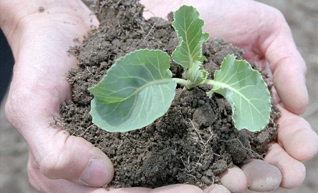 TOP 11: los mejores abonos orgánicos para nutrir tu tierra