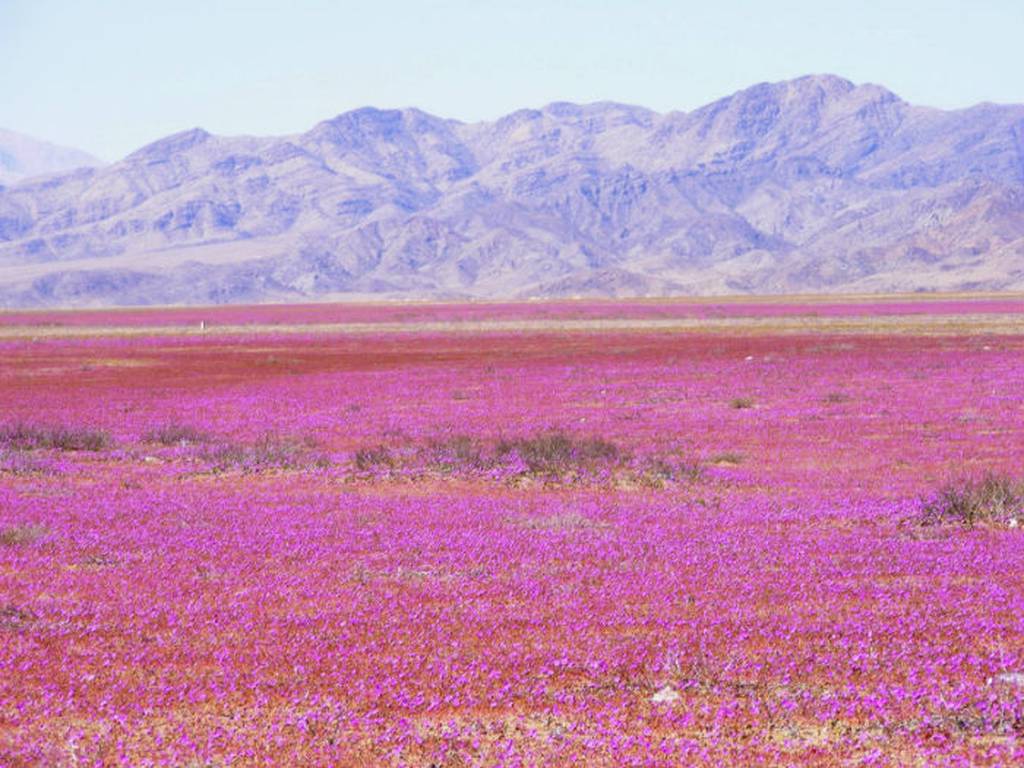 El maravilloso manto de flores que cubre el desierto de Atacama (FOTOS)