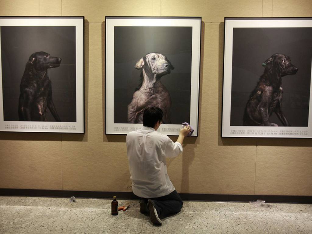 La (triste) historia de un refugio para perros en Taiwán (FOTOS)