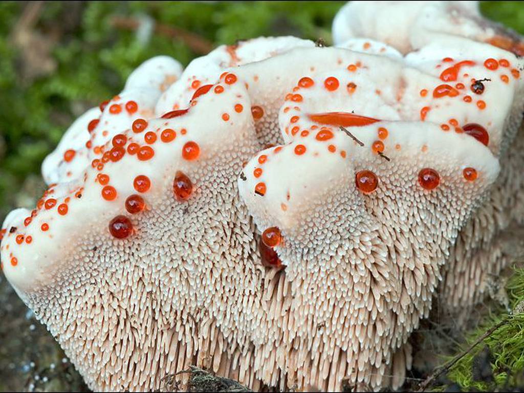 Los 10 hongos más extraños y bellos del mundo