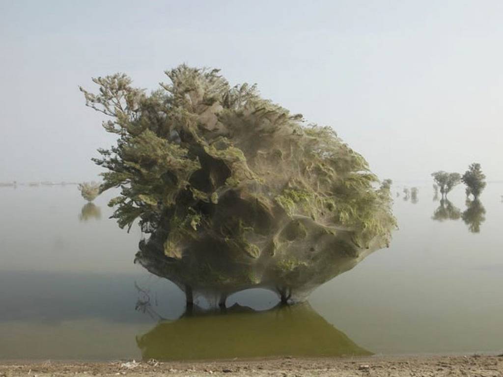 El misterio de las nubes vaporosas de telarañas sobre los árboles de Paquistán