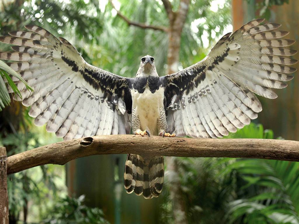Águila arpía: el águila más grande del mundo