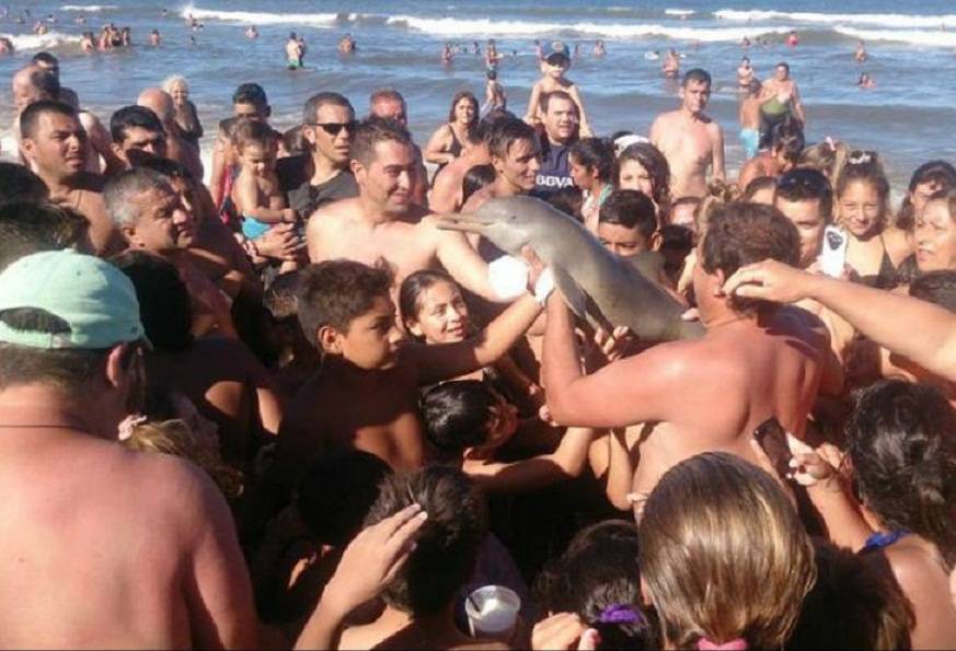 Insólito: Delfín Muere Tras Haberlo Sacado Del Agua Y Tomarse Fotos Con él
