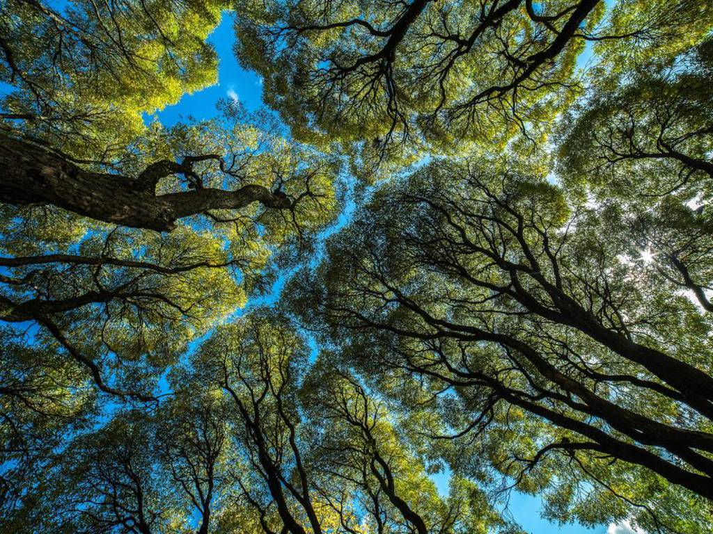 La vida secreta de los árboles, los seres socialmente elevados