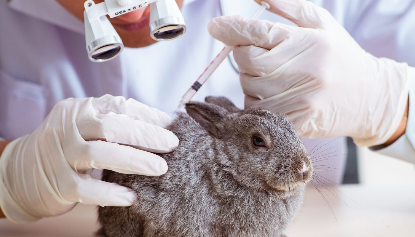 Maltrato Animal: Conoce El Cruel Mundo De La Experimentación Con Animales (y Cómo Evitarlo)