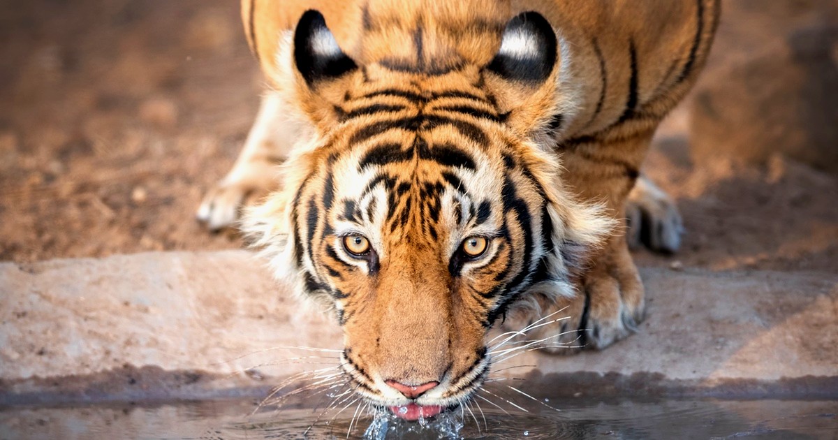 Los Tigres Activan Sus Ojos Falsos Para Protegerse