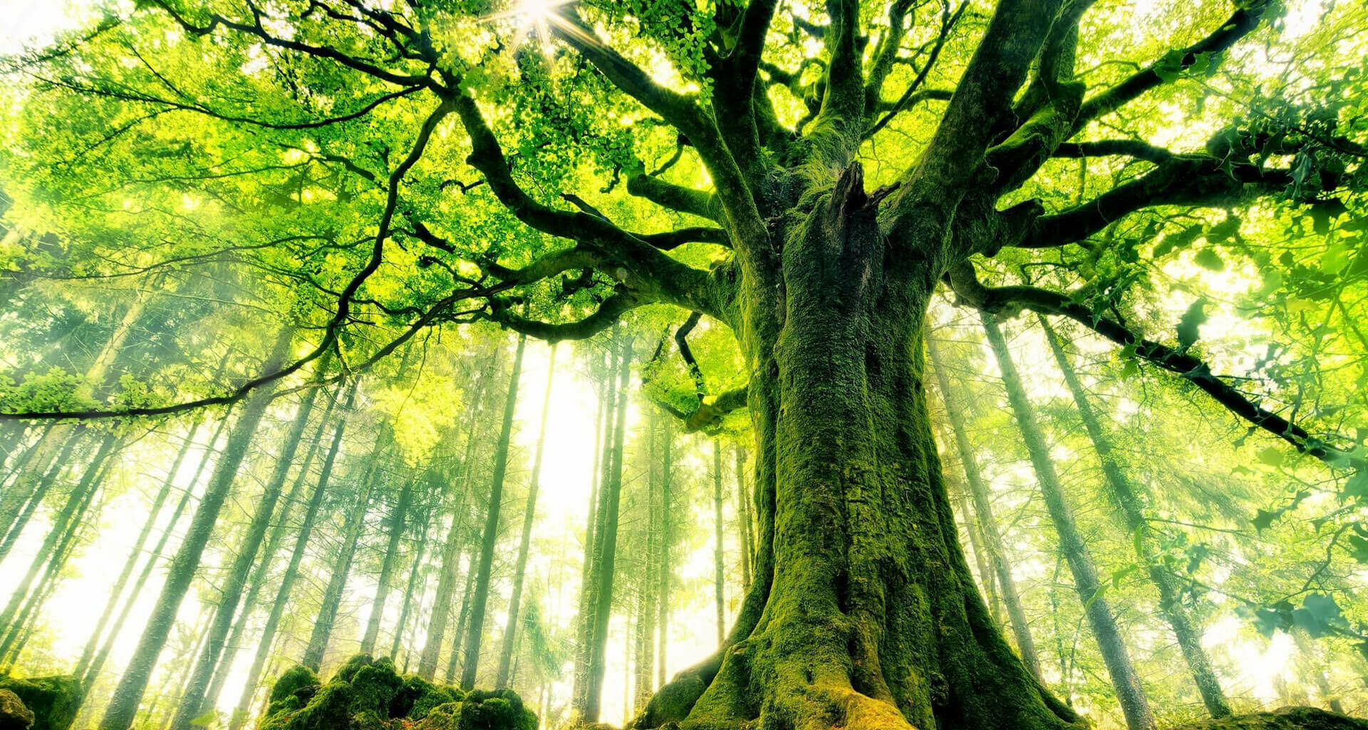 El ‘árbol Del Intelecto’, La Antigua Planta Que Brinda Mejoras Cognitivas