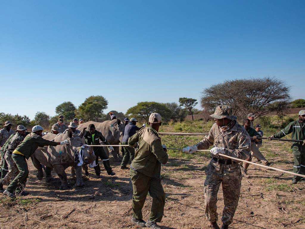 Rinocerontes vuelven a Mozambique después de 40 años en extinción