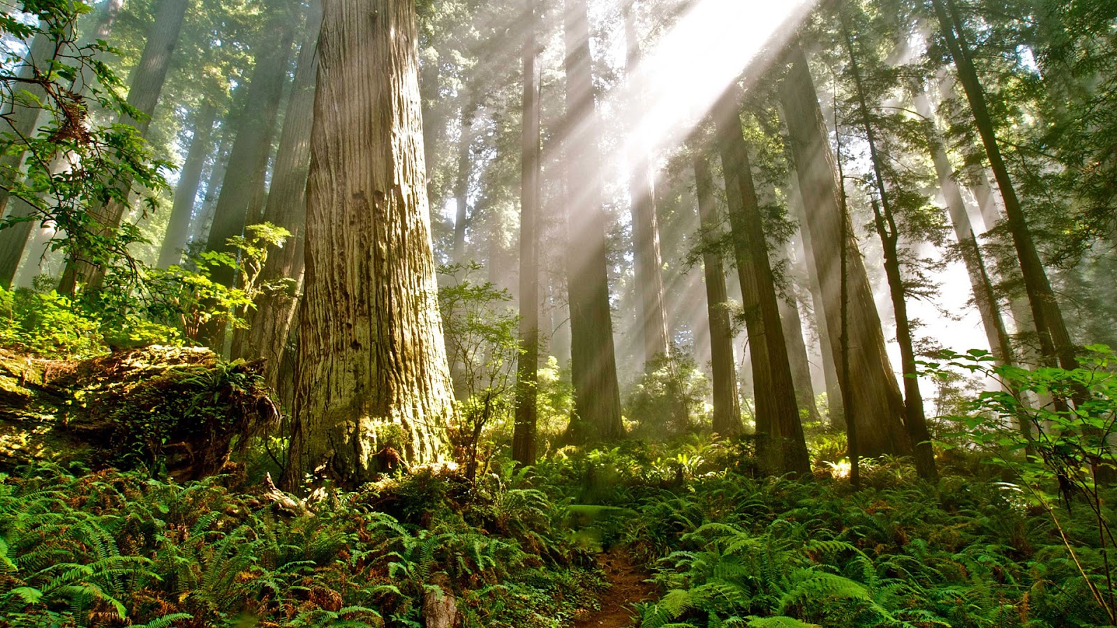 “sonidos Del Bosque”: Una Playlist Virtual Que Recorre Los Santuarios Arbóreos Del Mundo