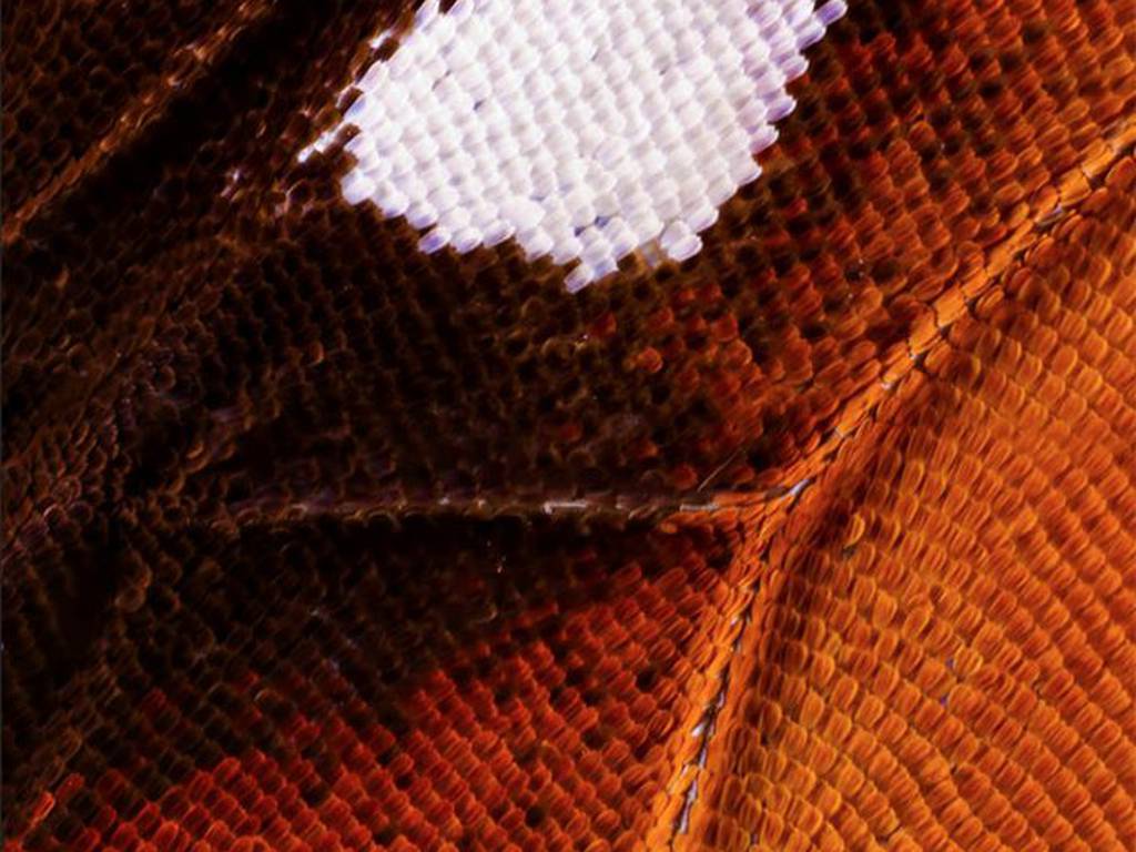 Fotografía microscópica: las texturas de terciopelo en las alas de las mariposas