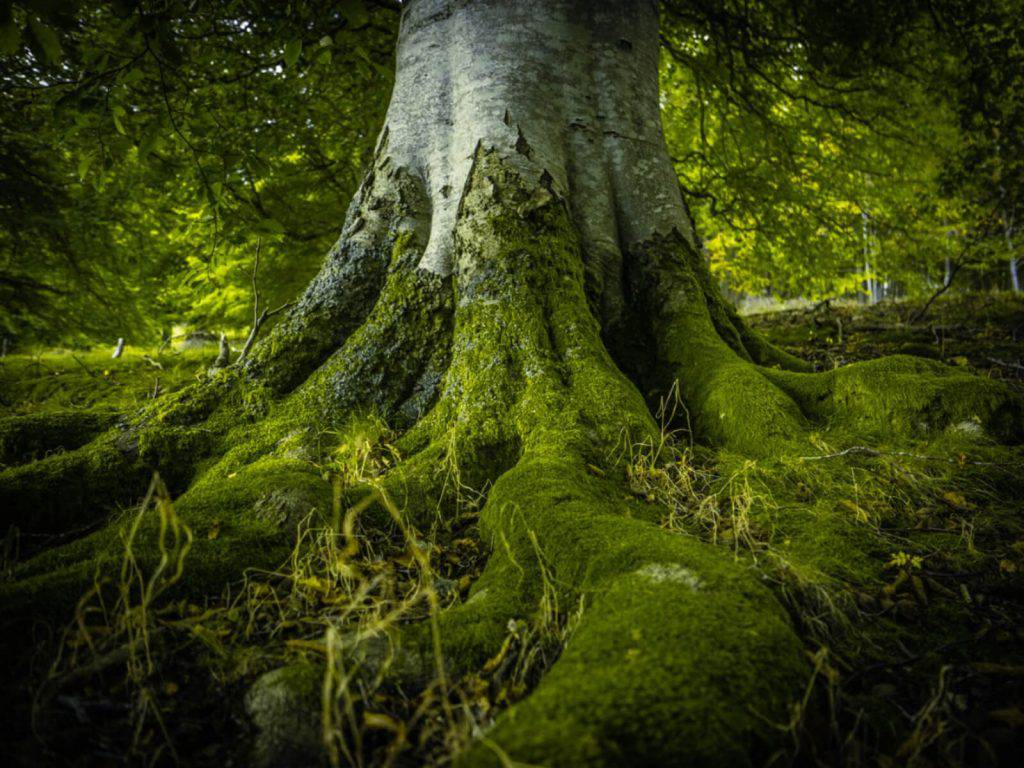 El 'árbol del intelecto', la antigua planta que brinda mejoras cognitivas