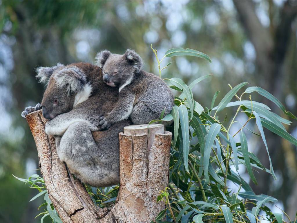 Koalas a la lista de especies en peligro de extinción, confirma Australia