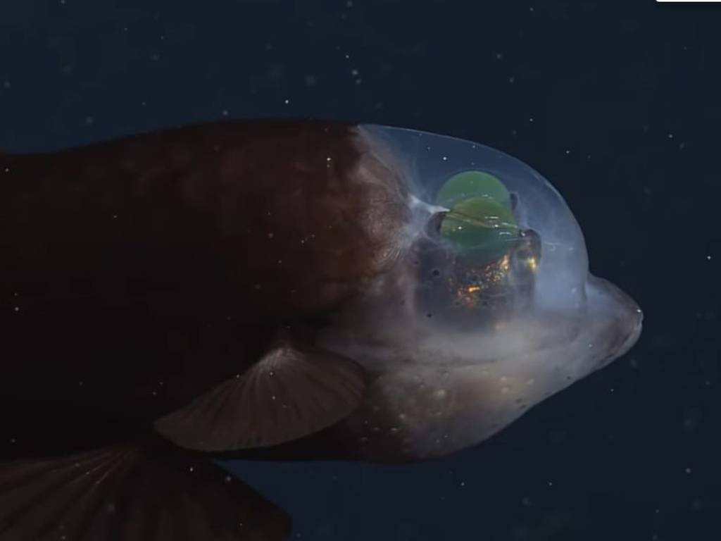 Captan en video a un pez que ve a través de su cabeza transparente