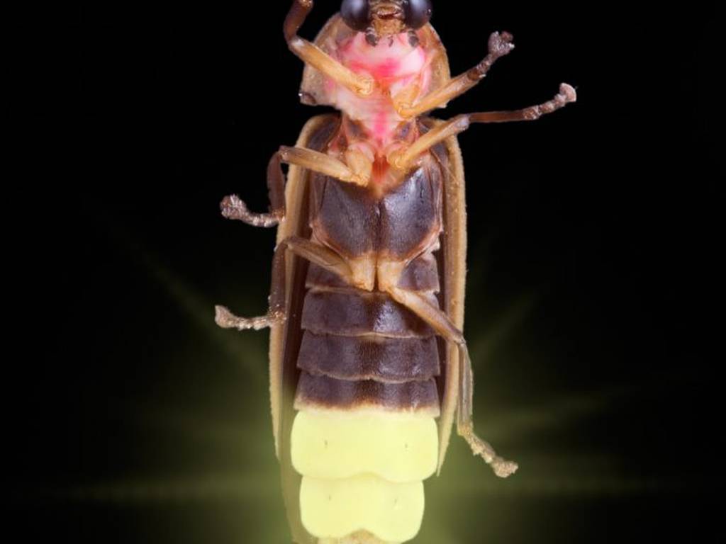 El hechizante escarabajo bioluminiscente de hace 99 millones de años