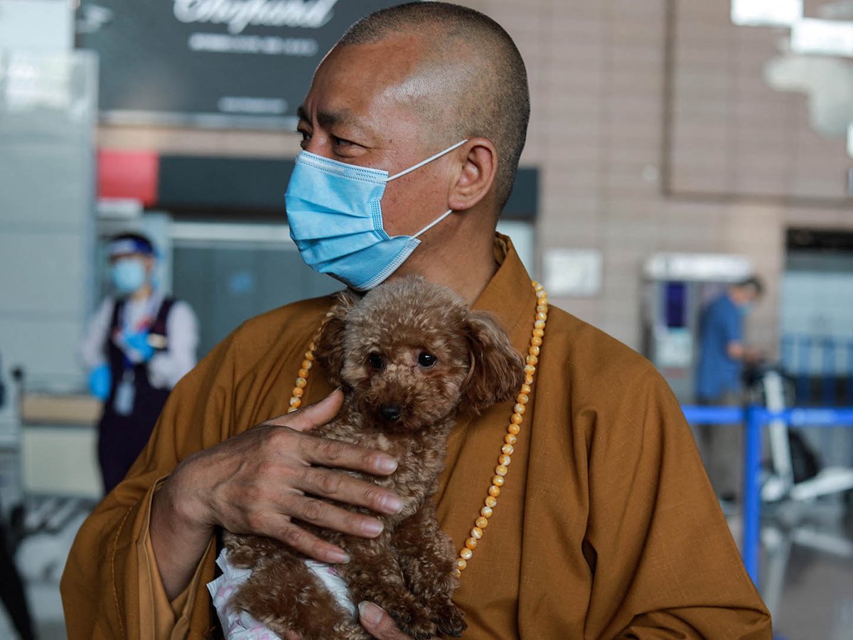 Monje Budista Rescata 8 Mil Perros Y Les Busca Hogar