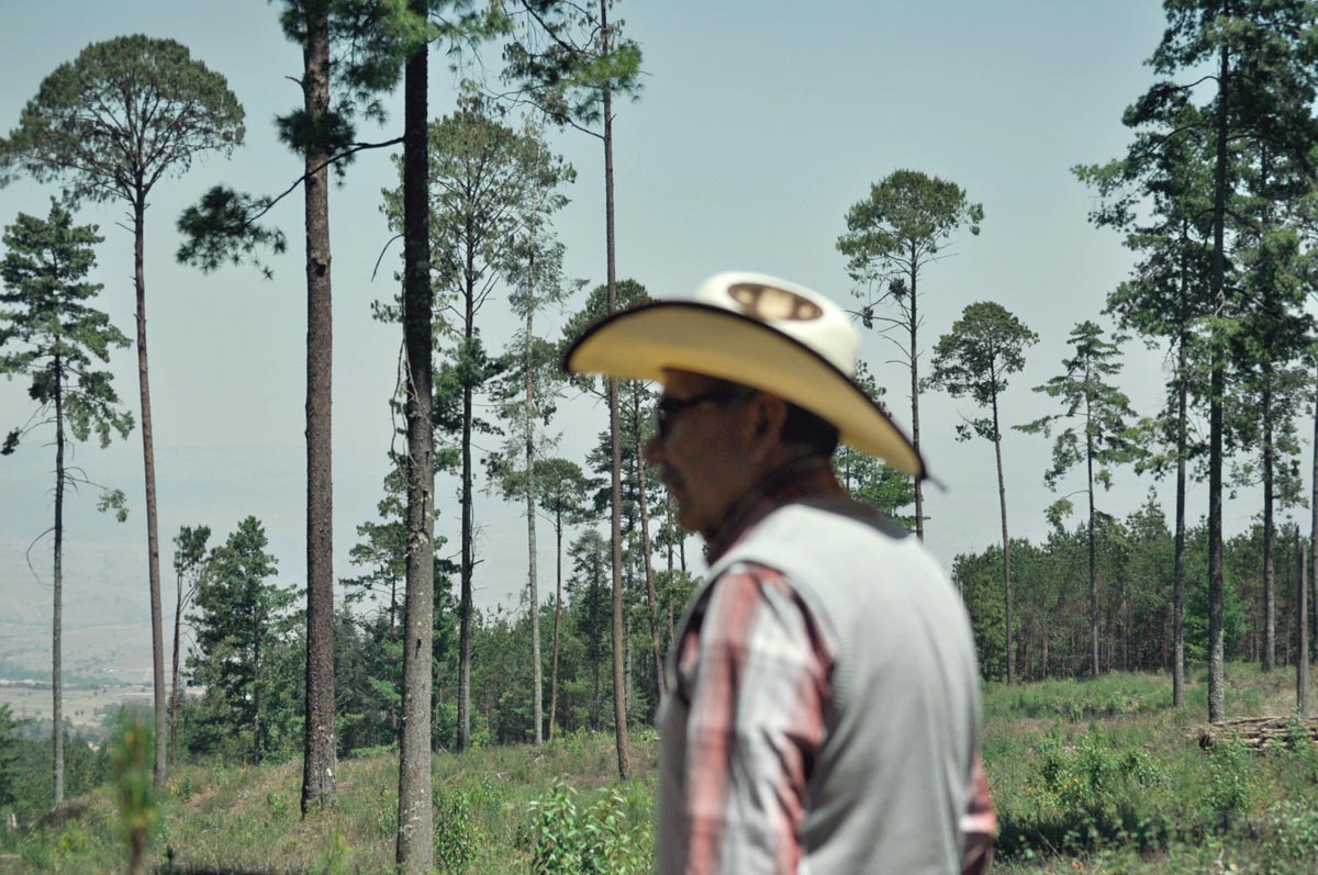 Comunidades indígenas y rurales de México demandan ser tomados en cuenta para decidir sobre sus bosques