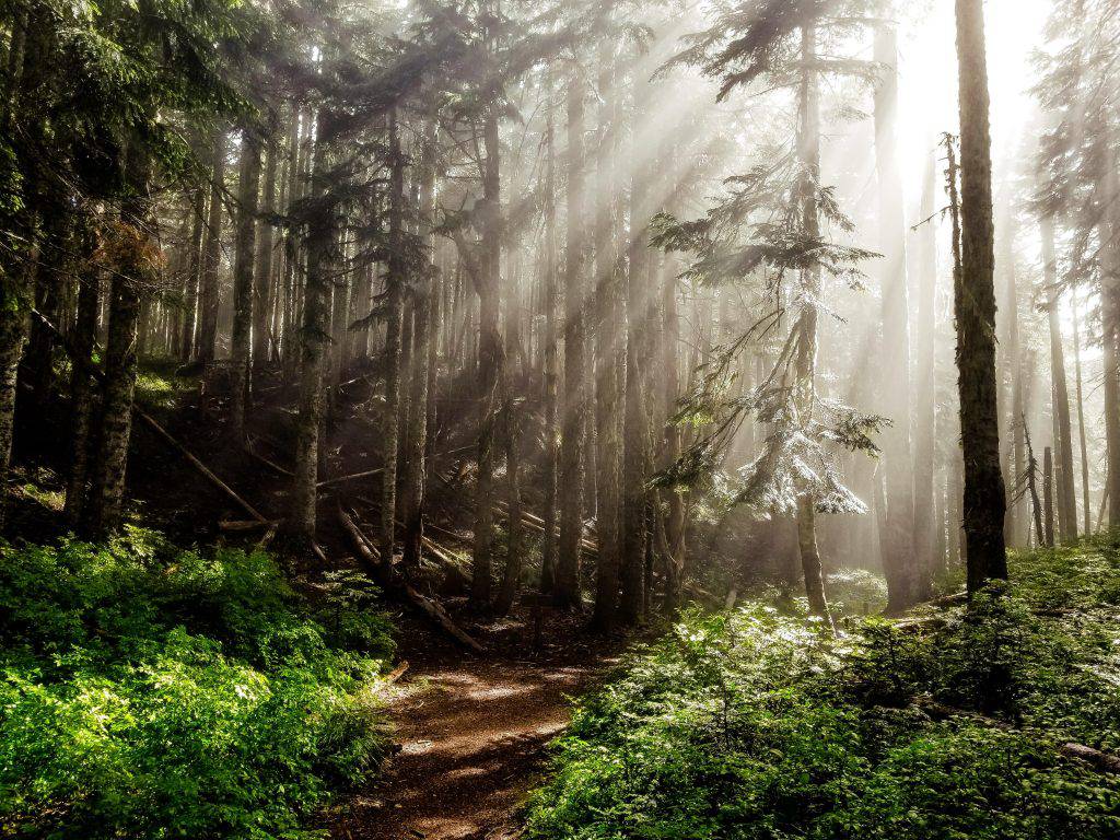 Baños de bosque: una inmersión terapéutica y sanadora para el ser