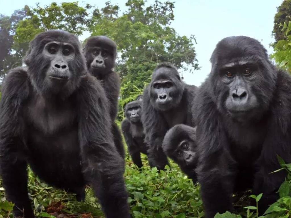 Robot espía y capta a gorilas salvajes cantando durante la cena (video)