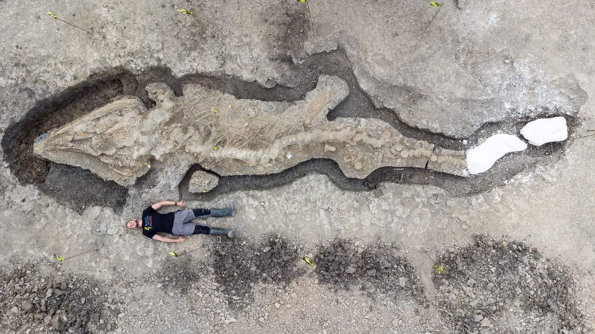 Encuentran fósil de 'dragón marino' y su tamaño es sorprendente