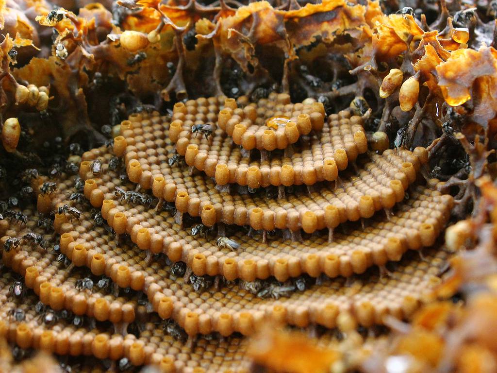 Las abejas están explotando de calor