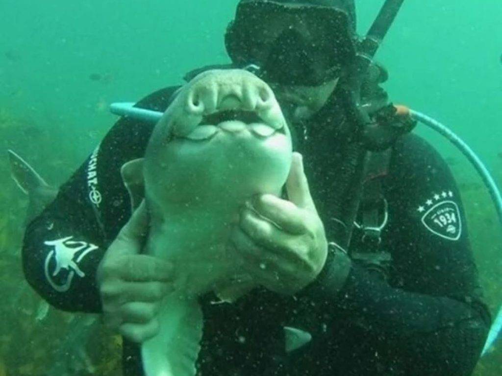 El inquebrantable vínculo de amistad entre un buzo y un tiburón